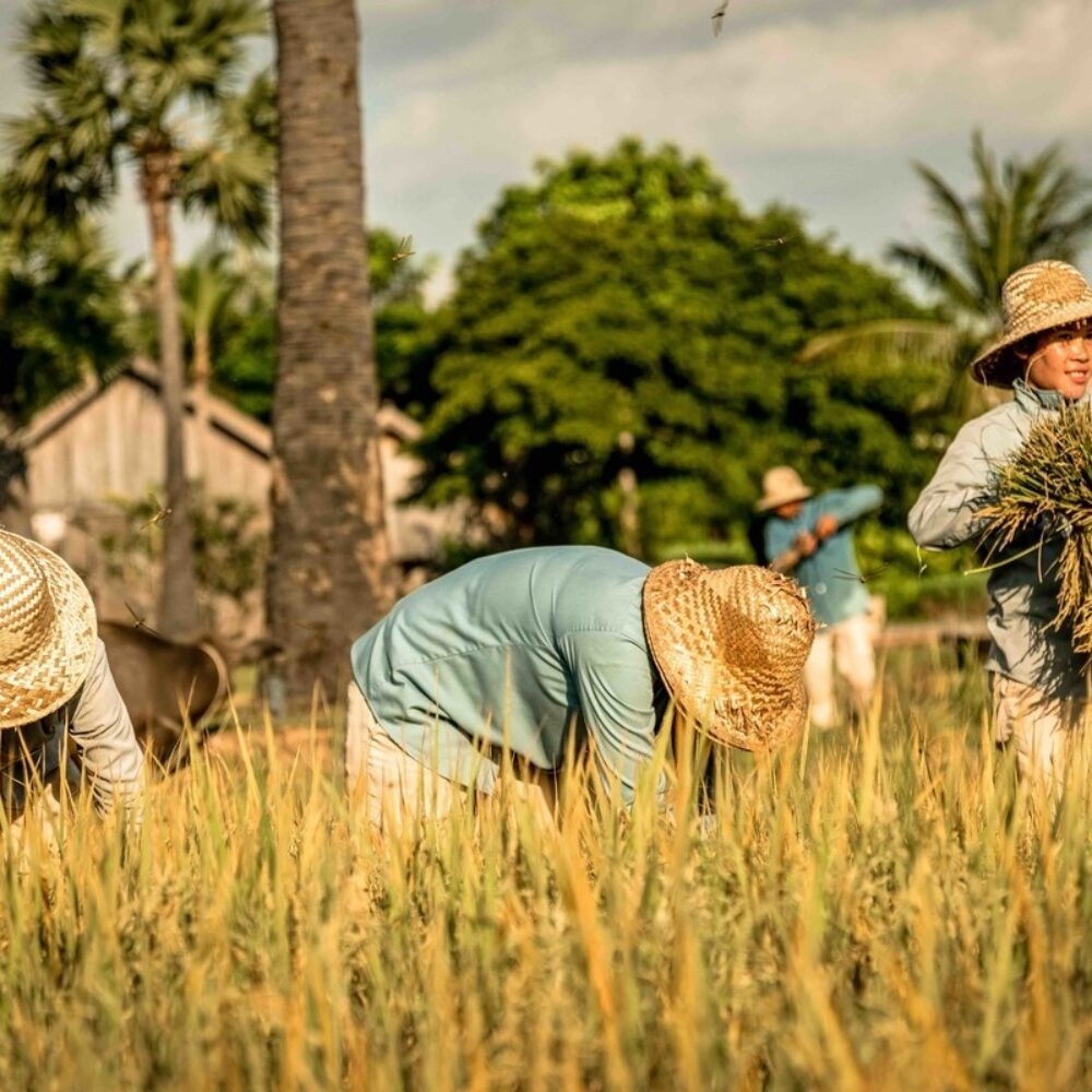 Three people picking rice crops at Zannier Phum Baitang
