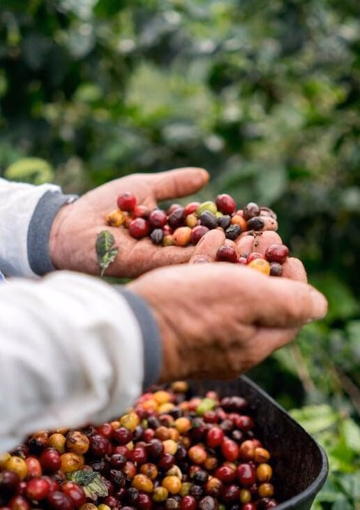 Spot howler monkeys in Tayrona National Park, take a sunset hike in Sierra Nevada de Santa Marta or learn how coffee is made in the Coffee Triangle