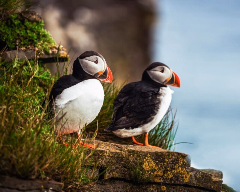 Luxury European Tours - Two Wild Atlantic puffins on the coast of Ireland