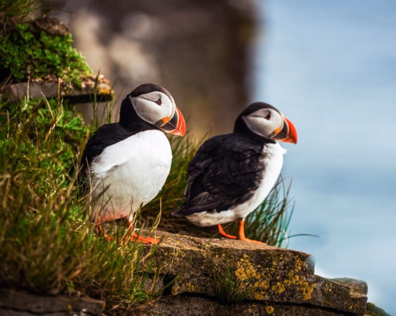 Luxury European Tours - Two Wild Atlantic puffins on the coast of Ireland
