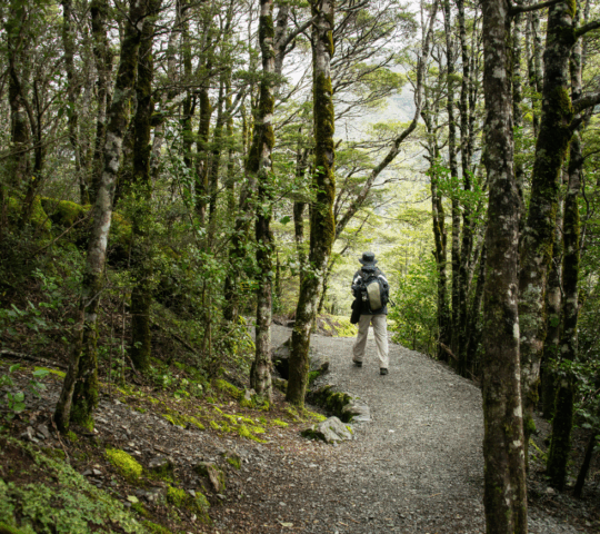 A hike wanders down a trail in arthur's pass national park, new zealand