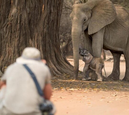On a safari in Africa: tourist from behind on a safari walk in open space is photographing elephants, mother and calf in background of dry forest of ManaPools, Zimbabwe.