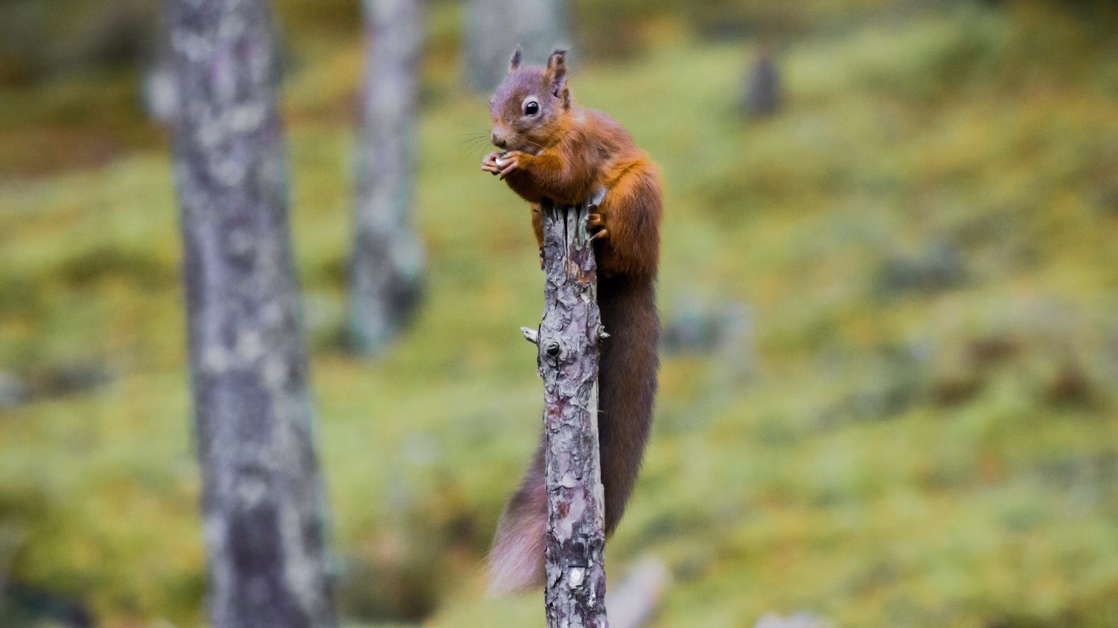 Squirrel at Cairngorms National Park Scotland