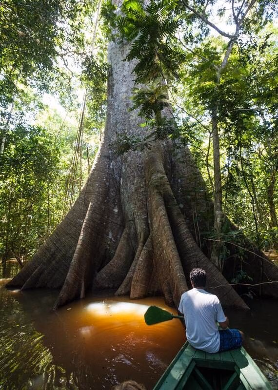 A man in a kayak paddling towards a giant tree in the Amazon rainforest waterways