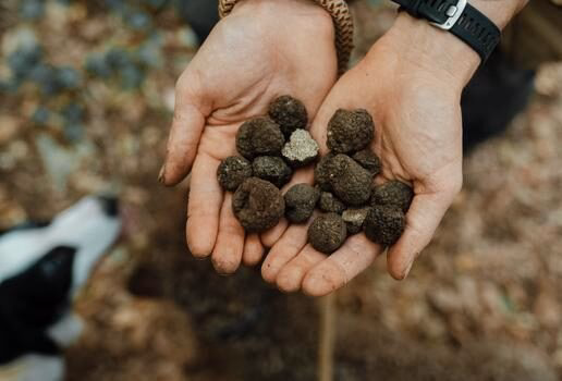 A private tasting session of Portuguese Port wine in the Douro Valley, a guided pasta-making experience in Sardinia and truffle hunting in Tuscany.