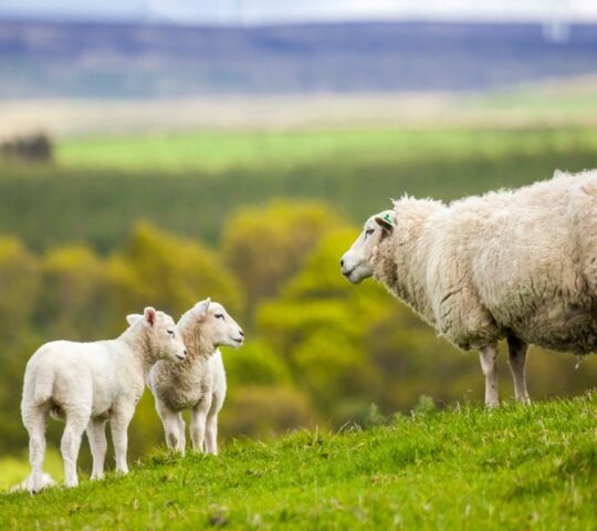 Scotland sheep