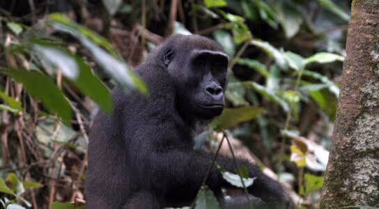 Find lowland gorillas in the Congo preview image