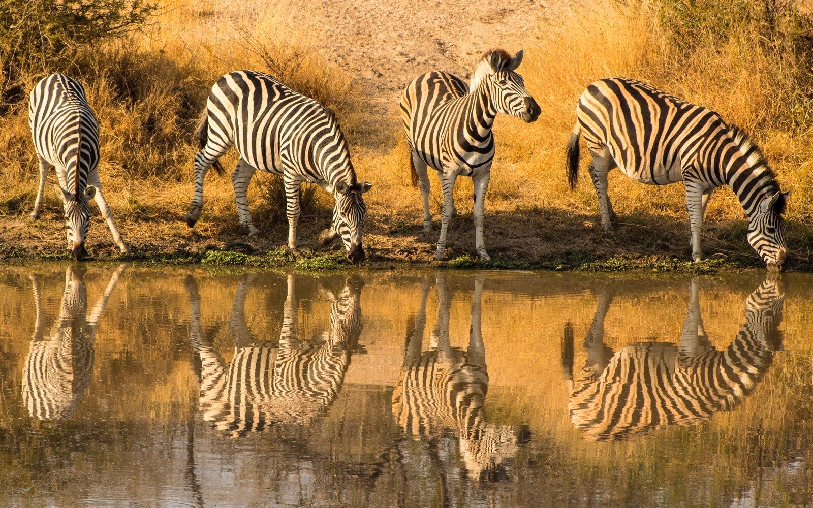 Some of the zebras you can spot drinking at a quiet waterhole in Kruger National Park.