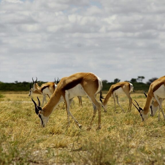 Where to Go on Safari in South Africa thumbnail
