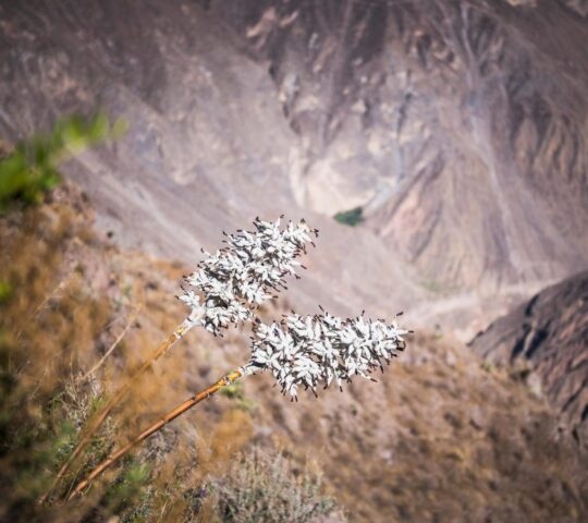 Flora and fauna found around Colca Canyon in southern Peru