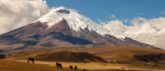 wild horses close to Cotopaxi volcano in Ecuador