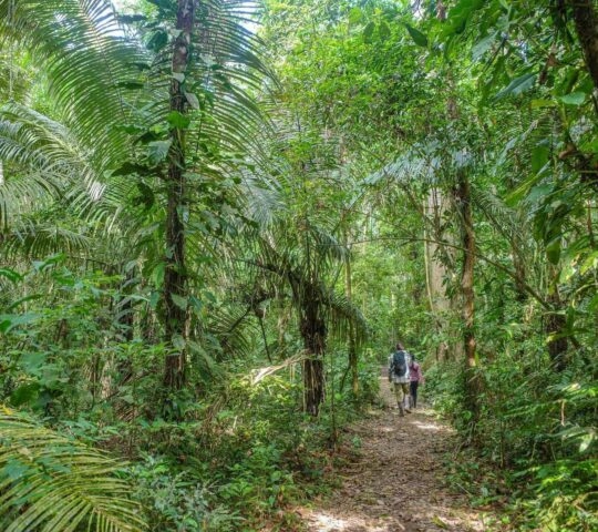 People walking on a trail in the Tambopata reserve in the Amazon Rainforest