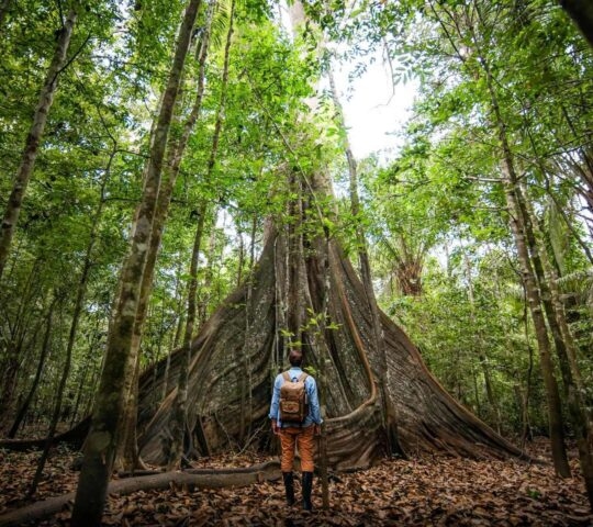 A woman stood in front of a giant tree in the Amazon rainforest