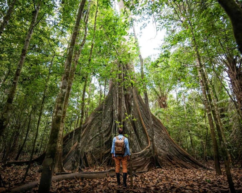 A woman stood in front of a giant tree in the Amazon rainforest