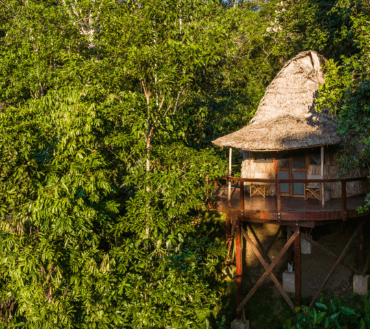 Thatched-roof bungalow set on wooden stilts in the forest