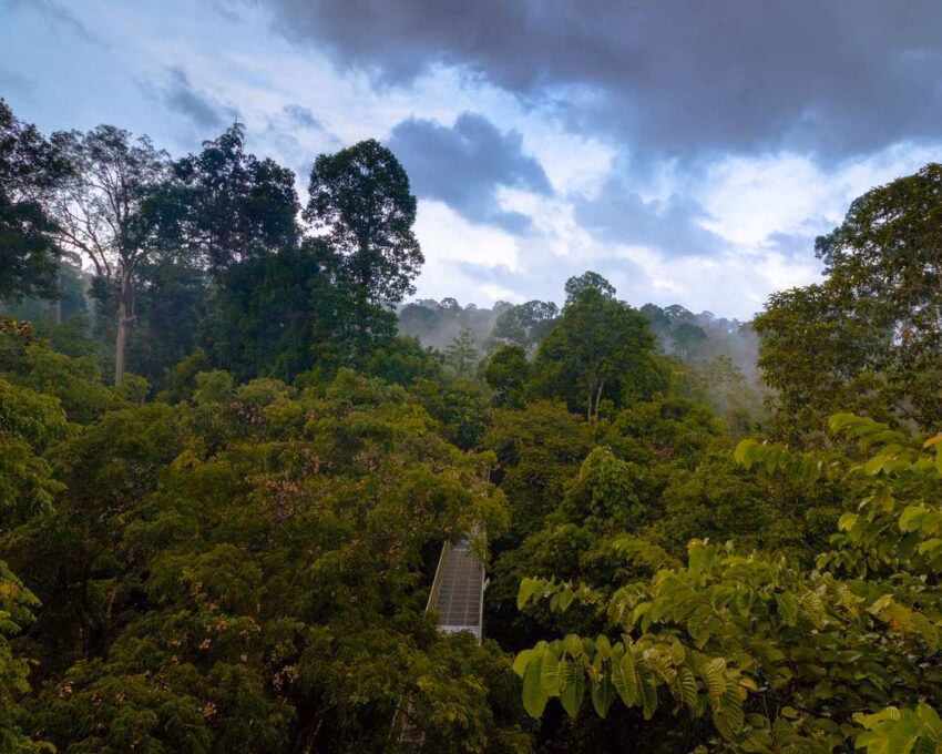 A walkway between the treetops of a rainforest in Borneo.