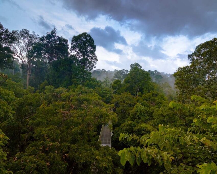 A walkway between the treetops of a rainforest in Borneo.