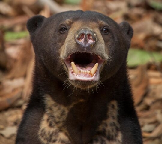 A close-up of a sun bear in Borneo.