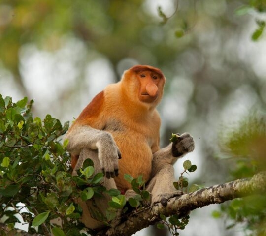 A proboscis monkey perched on a tree branch in Borneo.