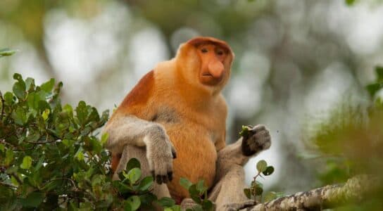 Track proboscis monkeys and clouded leopards preview image