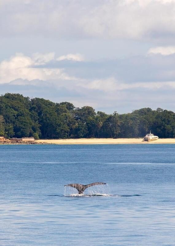 Humpback Whale in Contadora Island, Pearl Islands, Panamá