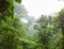 Misty rainforest in Monteverde cloud forest reserve