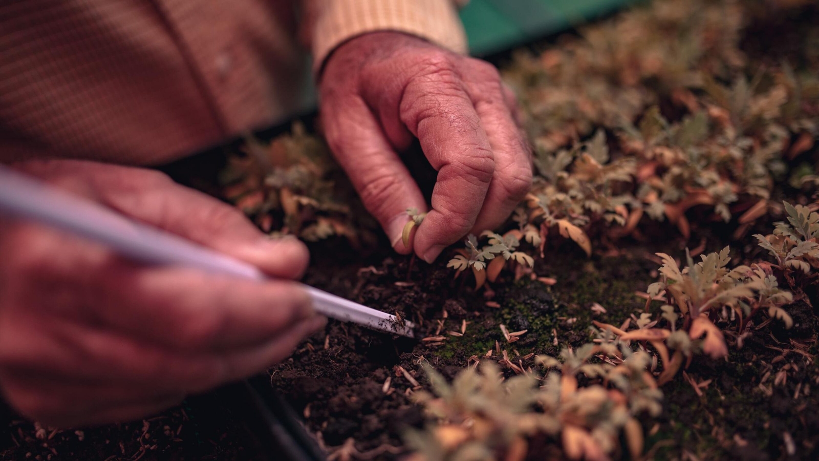 Planting trees and other activities
