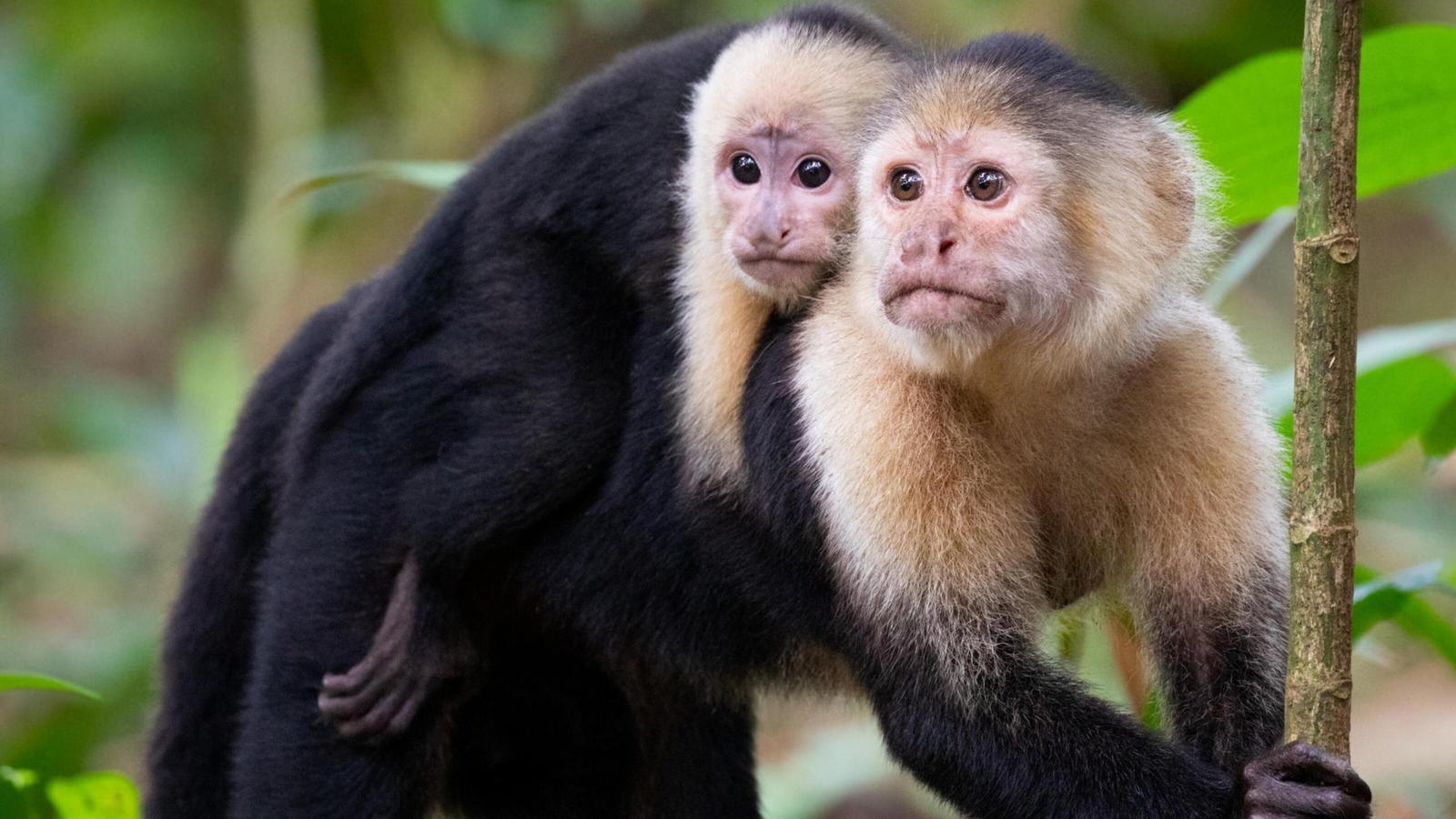White-Faced Capuchin Monkey cloud forest Costa Rica