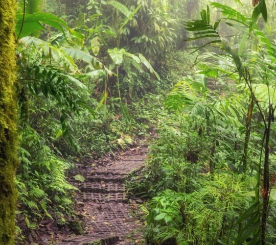 The forest trails in Monteverde are the perfect place to walk barefoot and tune into the textures and silence of the ancient trees