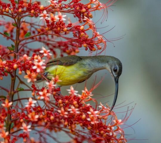 A little spiderhunter feeding on the nectar of a pagoda flower.
