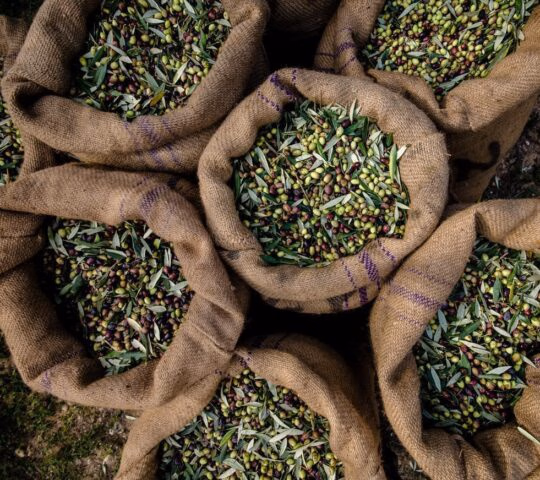Aerial vie of freshly harvested olives in sacks