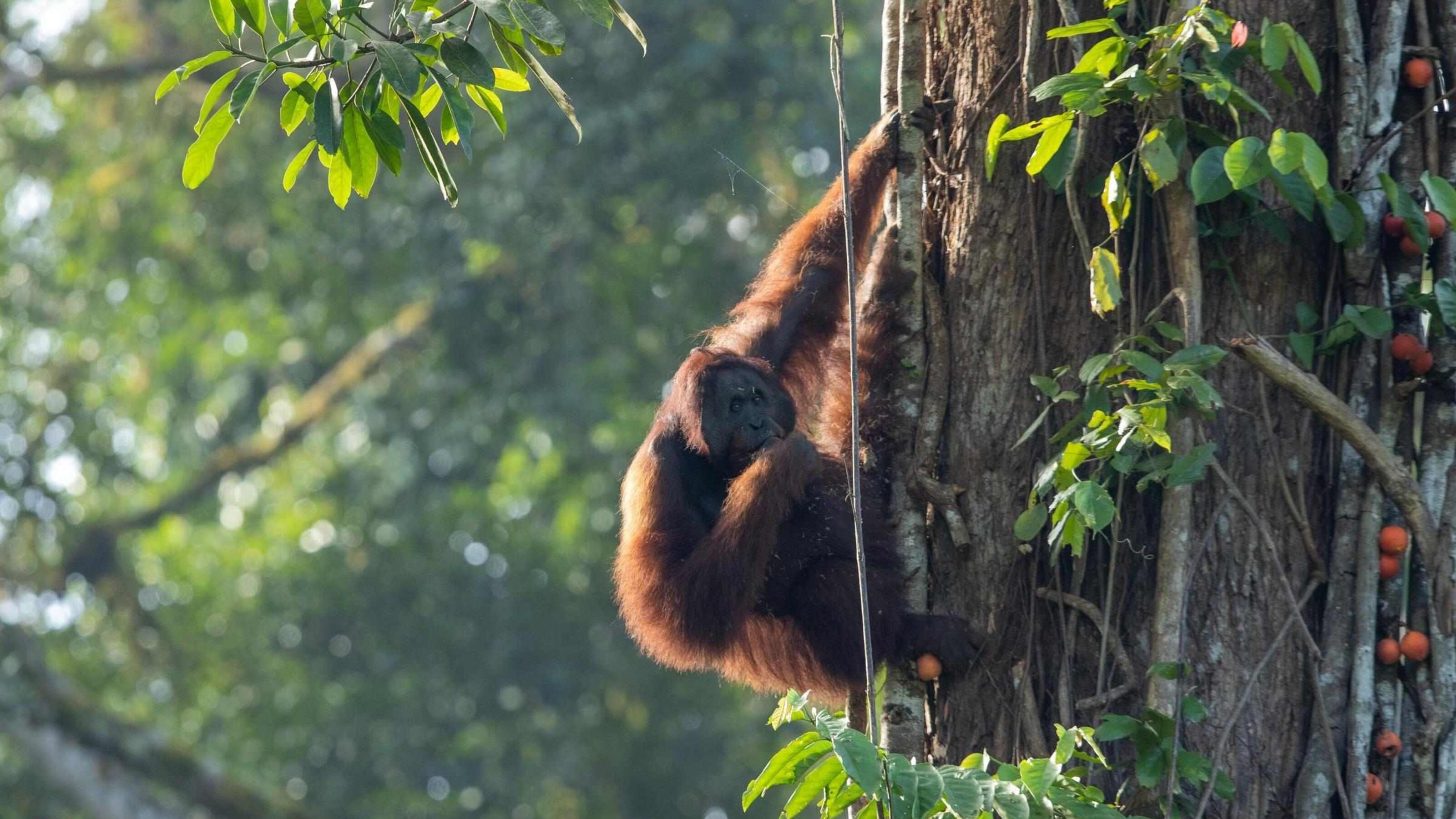 An orangutan clinging to the side of a tree in Borneo.