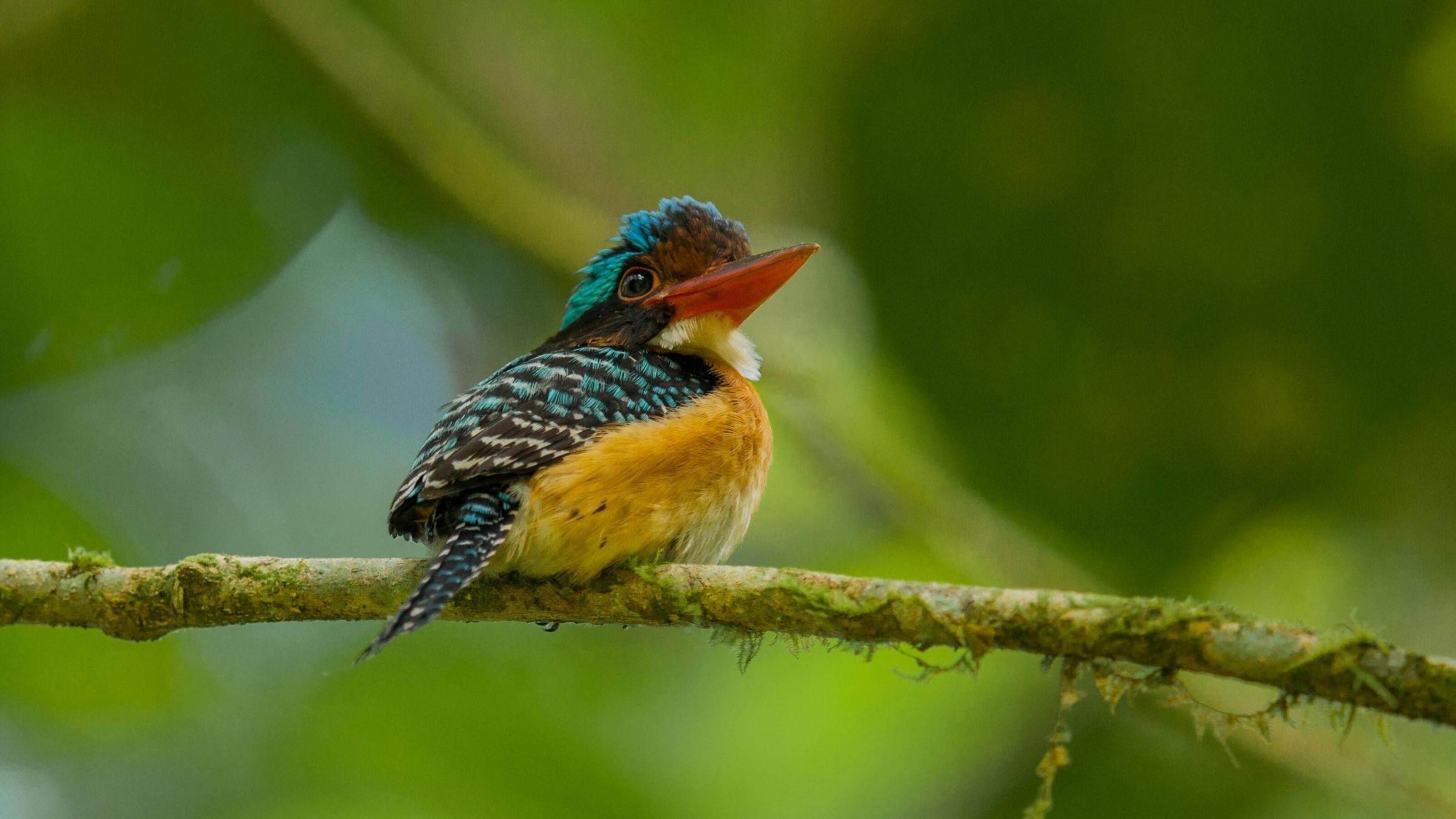 A close-up of a Bornean banded kingfisher perched on a slender branch.