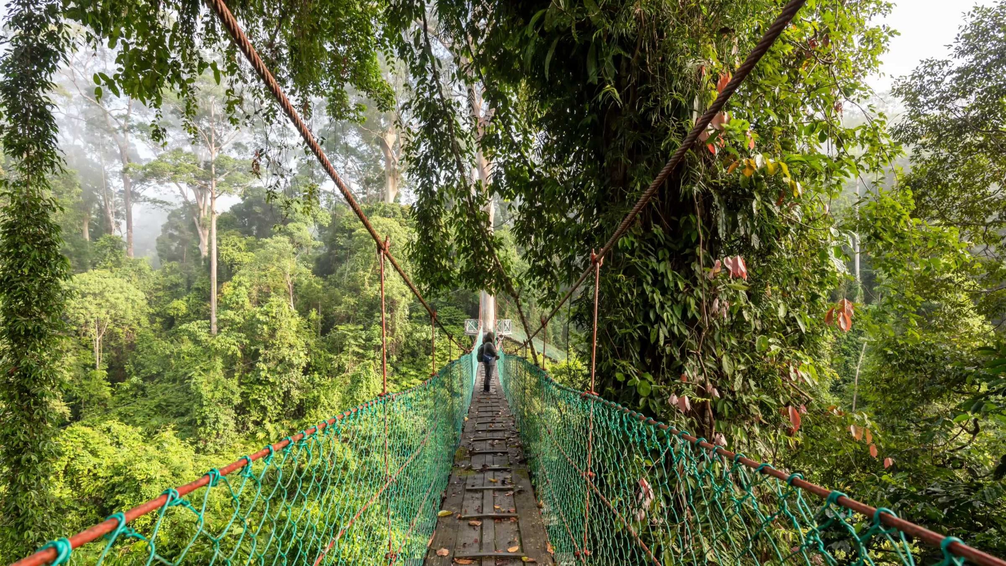 A person walking a suspended canopy walkway in Borneo's Danum Valley which is surrounded by treetops.