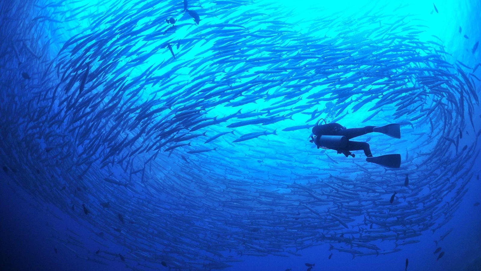 A diver swimming in the middle of a bait ball.