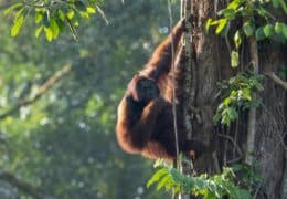 The Rainforests, Wildlife and Islands of Borneo
