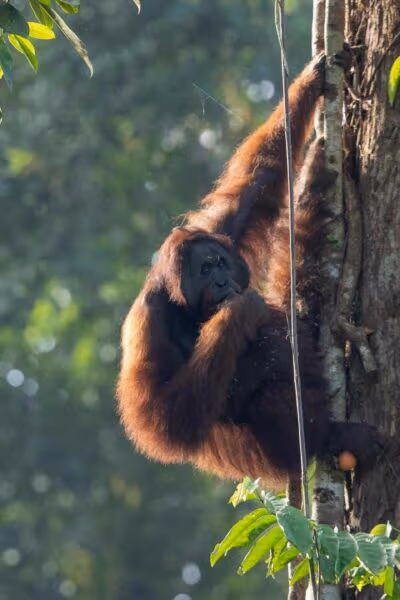 The Rainforests, Wildlife and Islands of Borneo