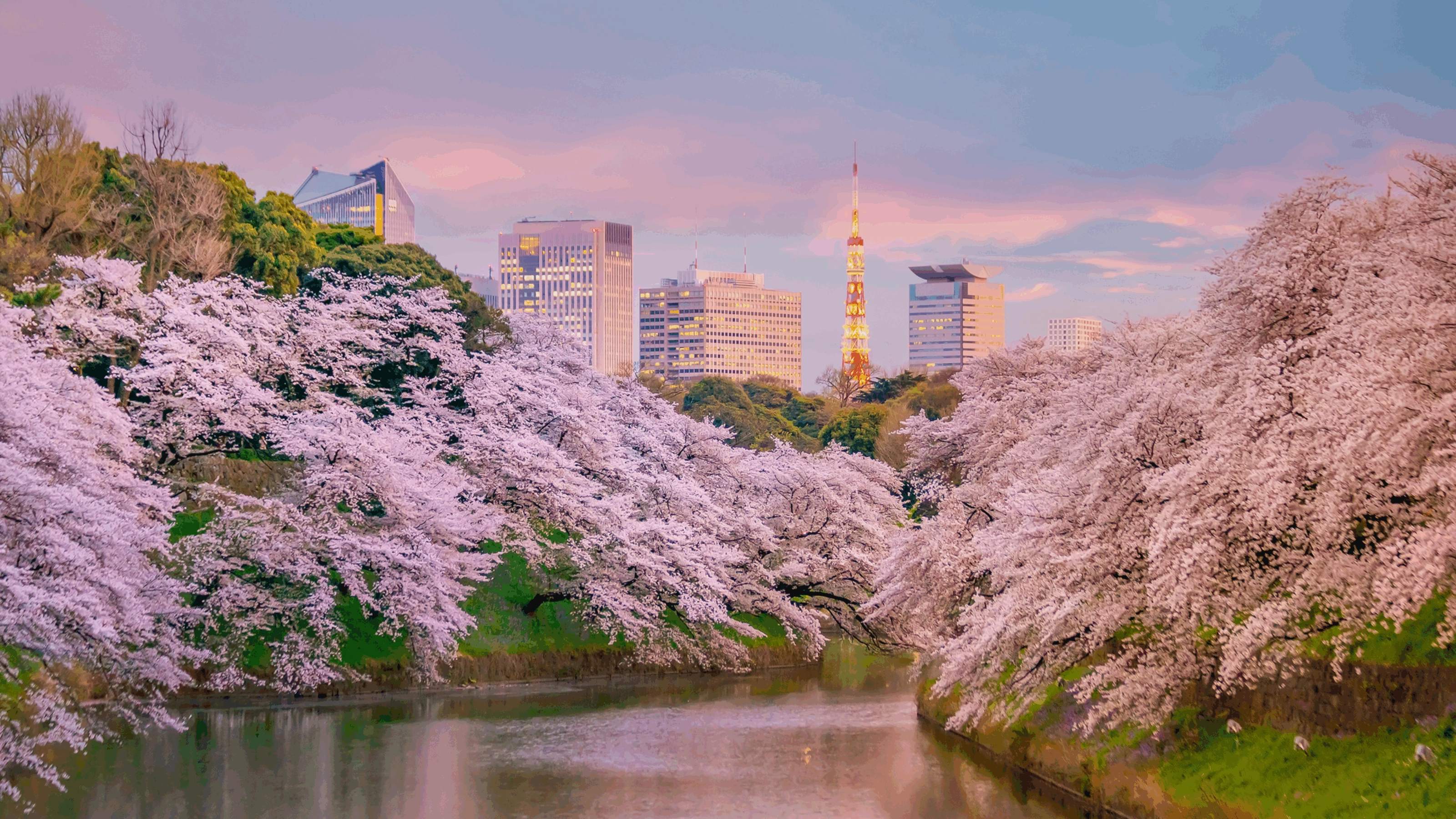 Chidorigafuchi-park with cherry blossoms in spring. Tokyo, Japan
