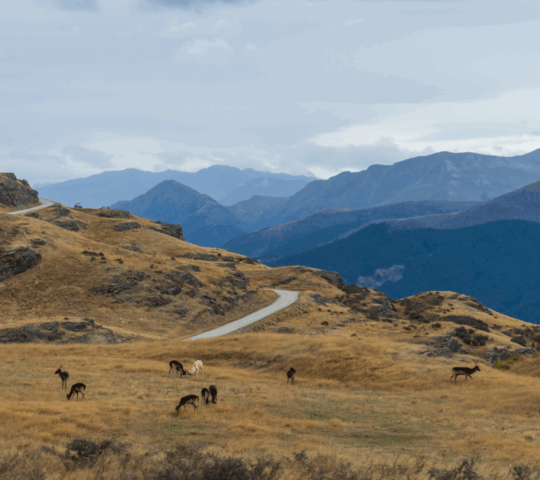 Panoramic scenery of the Queenstown and Wakatipu basin in New Zealand