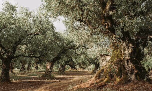 A Journey through Time and Tradition in Greece