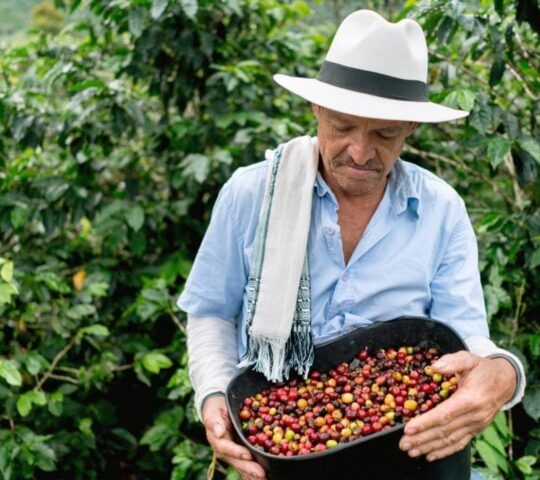 Man collecting coffee beans at a farm