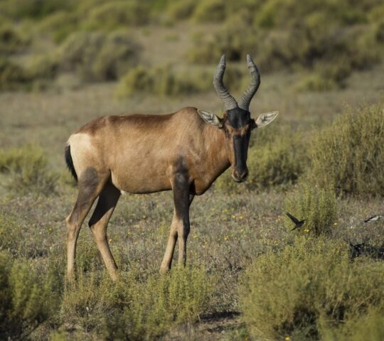 A red hartebeest in a grassy area of the Bushmans Kloof Reserve in South Africa.
