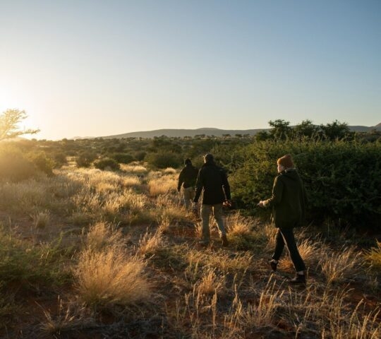 Three people walking grassy plains in the Kalahari's Tswalu Reserve.
