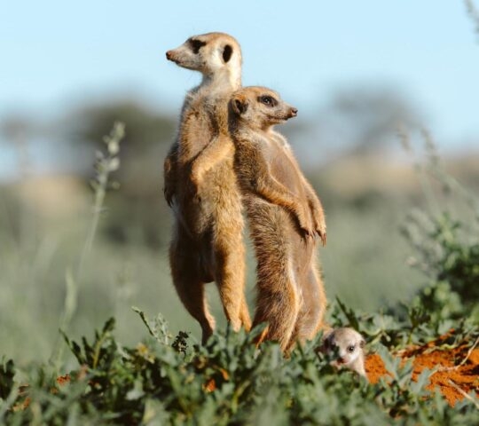A close-up of a family of meerkats in the Kalahari's Tswalu Reserve.