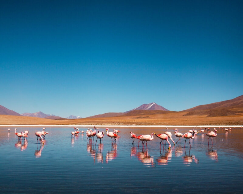 flamingoes salar de uyuni
