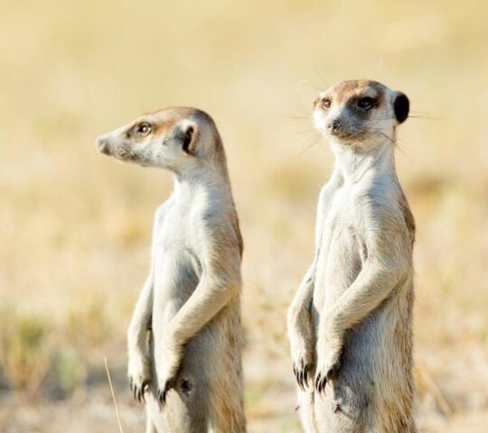 A close-up of two meerkats.