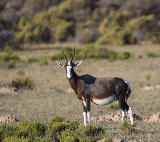 A Bontebok in its natural habitat in the Bushmans Kloof Wilderness Reserve in South Africa.