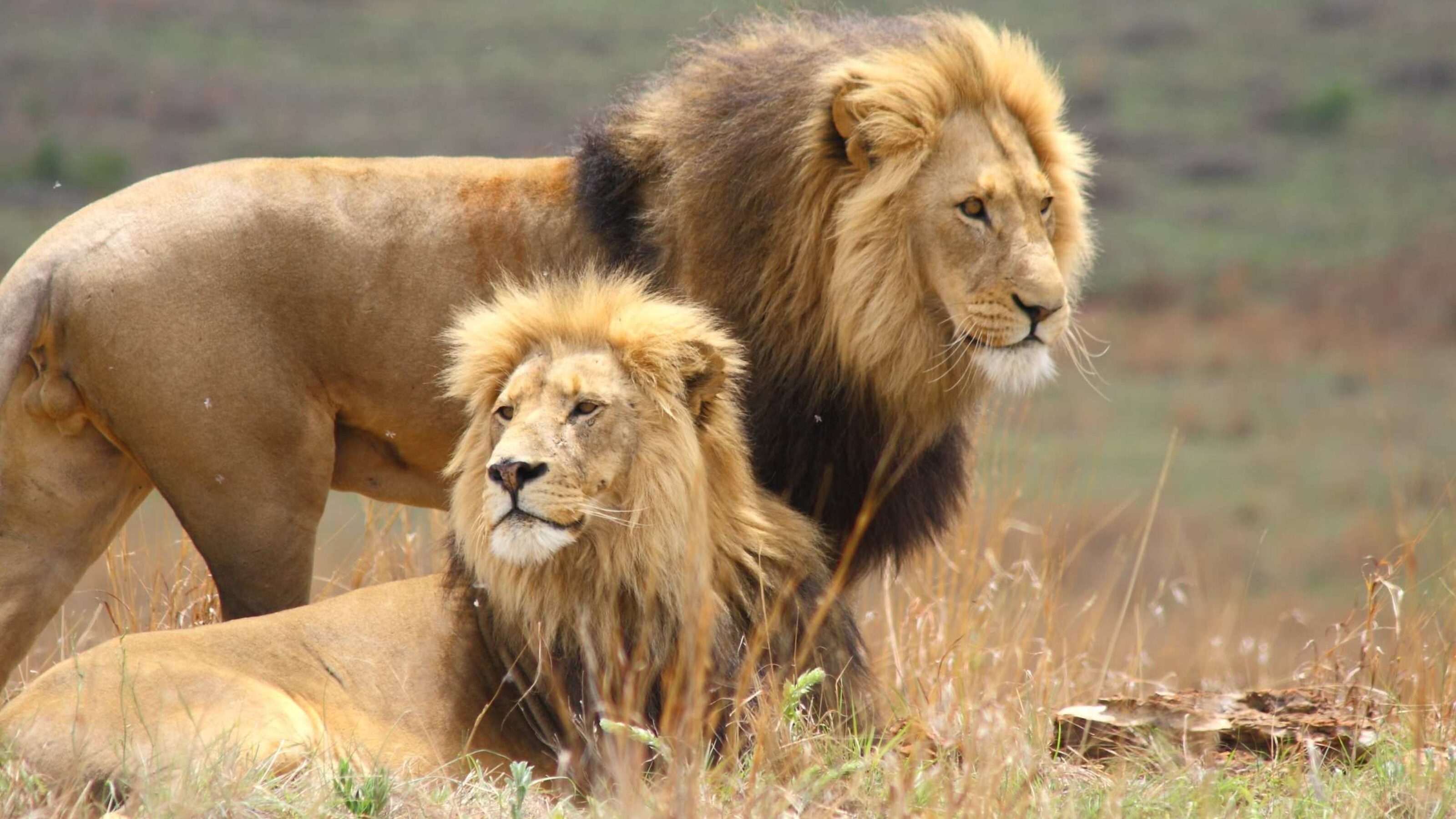 Two large lions with black manes.