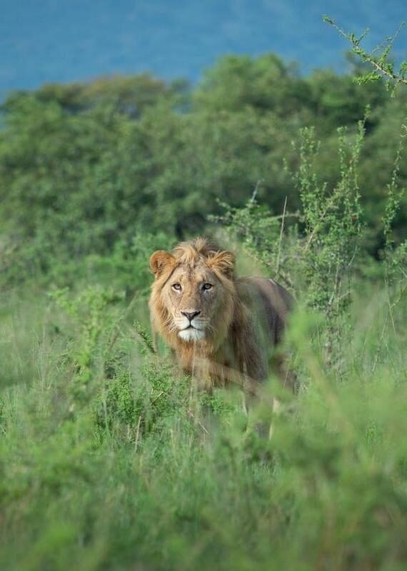 Lions in Akagera National Park, Rwanda.