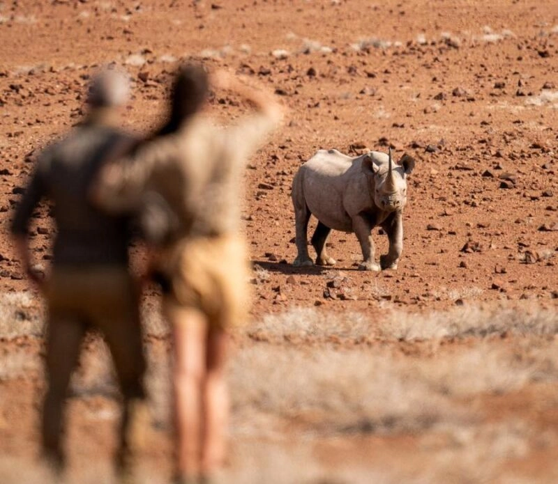 Rhino tracking at Wilderness Desert Rhino Camp in Namibia.